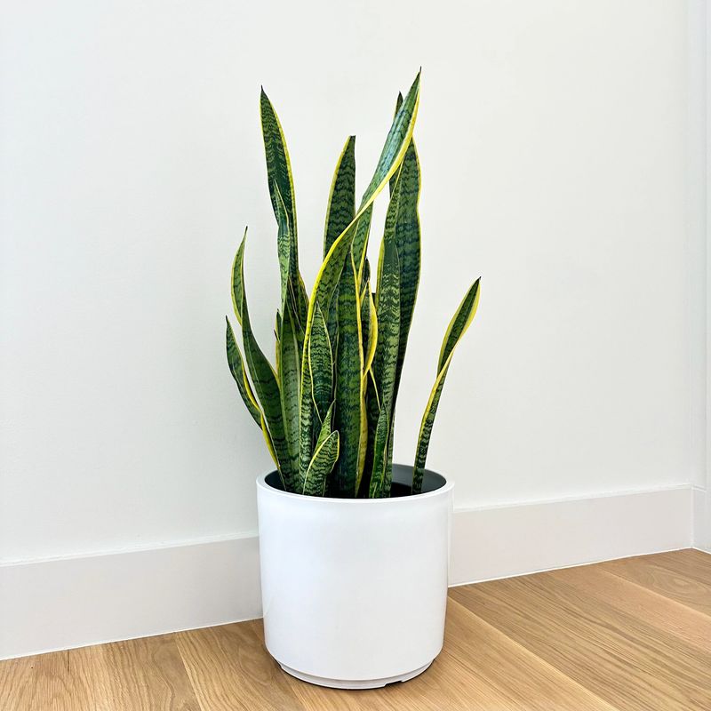Snake Plant (Sansevieria)