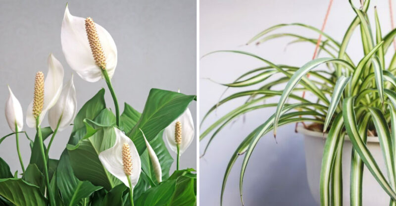 The Best Indoor Plants For Low-Light Homes In Texas