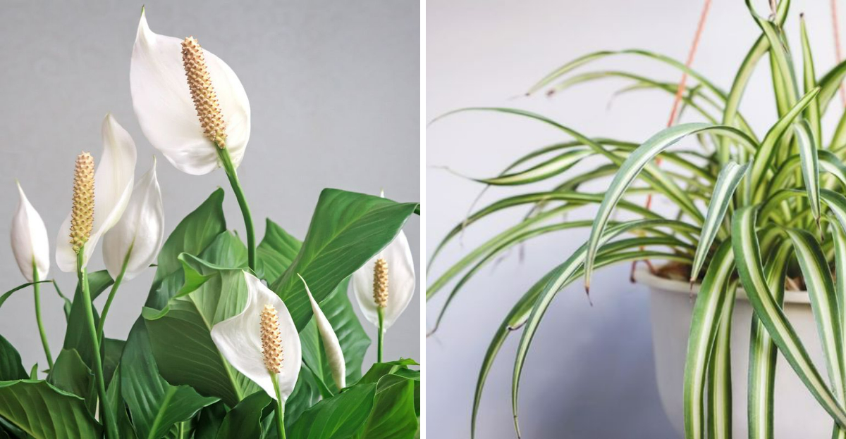 The Best Indoor Plants For Low Light Homes In - Decor Hint