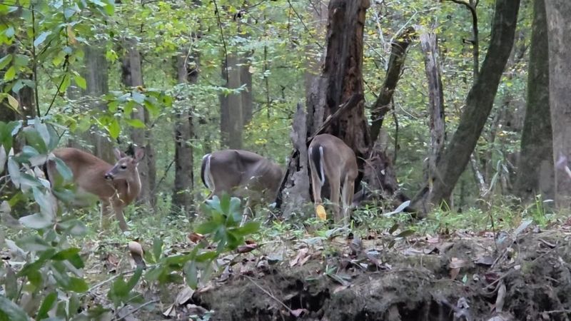 This Hidden National Park In South Carolina Is The Ultimate Fall Foliage Escape - Decor Hint Wildlife Encounters In The Heart Of The Forest