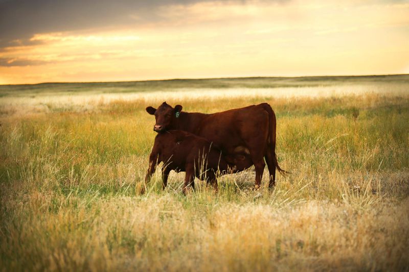 11 Insider Wyoming Butcher Tips About Meat Cuts You Have Probably Never Heard Before - Decor Hint Why Grass-Fed Wyoming Beef Tastes Different
