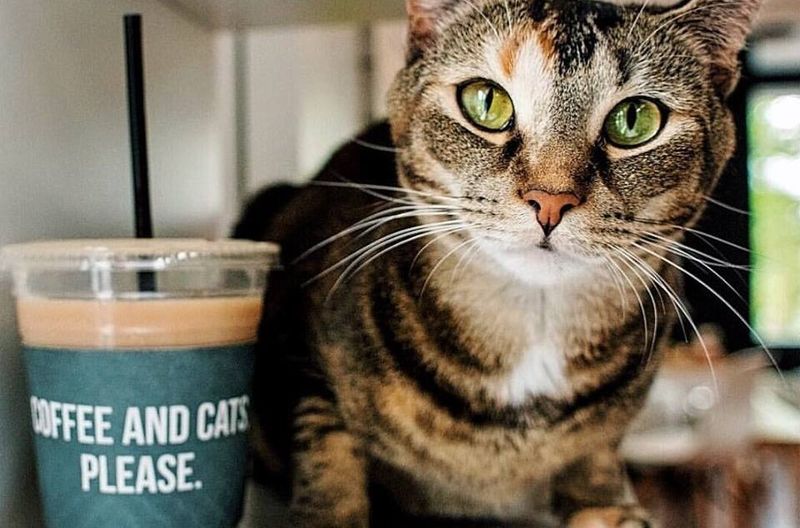 Fun And Flavorful Dinner Destinations In Los Angeles - Decor Hint The Cat Café