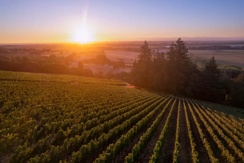 10 Oregon Wineries Where Harvest Season Means Fun For Everyone - Decor Hint Soter Vineyards