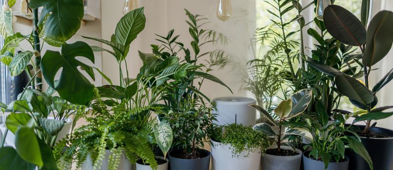 The Corner Floor Plant Cluster