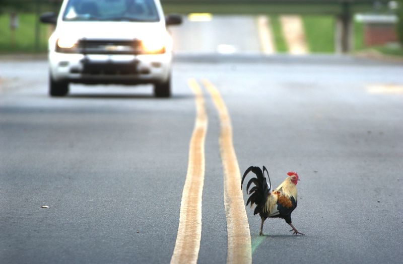 Wild Chickens Roaming The Streets