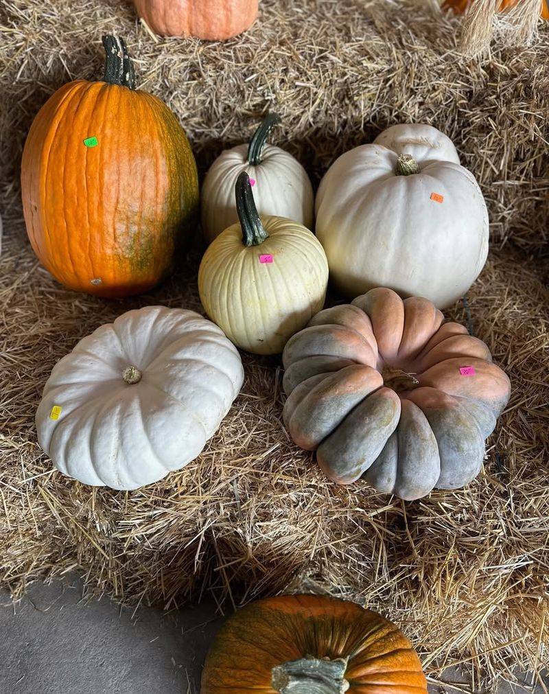 Honey Haven Farm Fall Festival