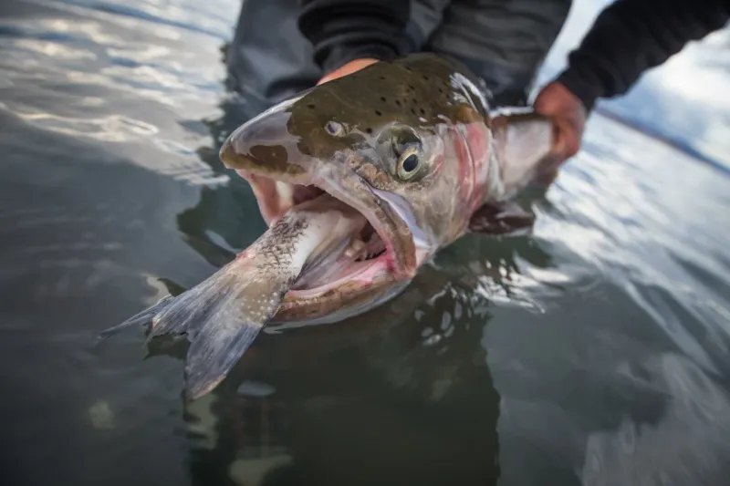 The Hidden Oasis In Nevada Locals Wish Stayed Secret - Decor Hint World-Class Fishing