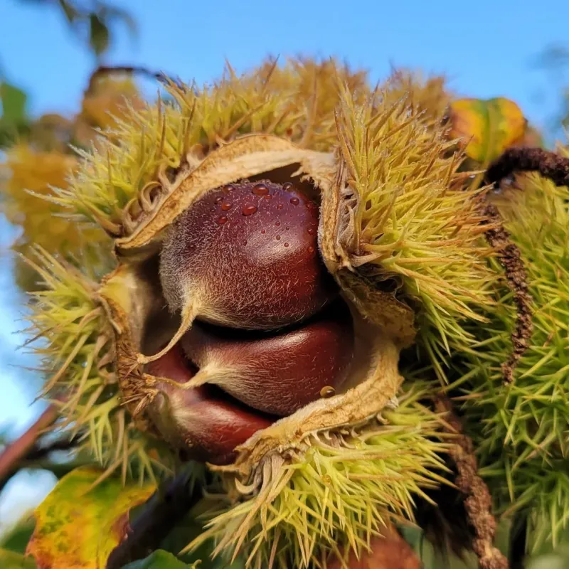 13 New York Grocery Stores Known For Fresh Chestnuts And Harvest Treats - Decor Hint Finger Lakes Nut Farm - Locke