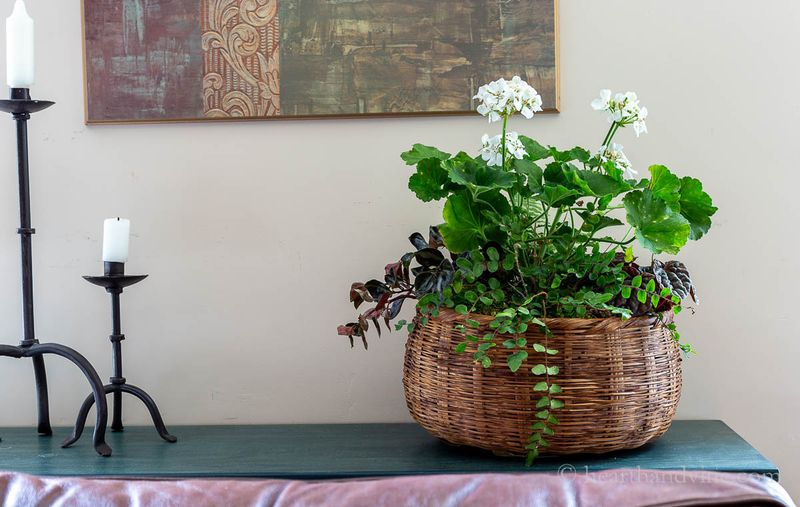 The Wicker Basket Plant Collection