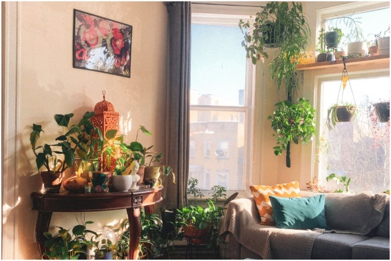 The Sunlit Bay Window Jungle
