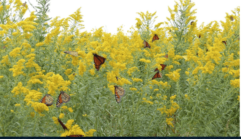 Why You'll Want To Plant Goldenrod In Your Michigan Yard After All - Decor Hint Why It's Great For Michigan Pollinators