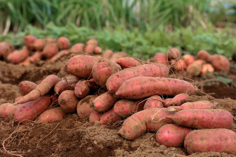 12 Reasons Southerners Can't Stop Talking About Mississippi Sweet Potato Pudding - Decor Hint Sweet Potatoes Grow Everywhere Down South