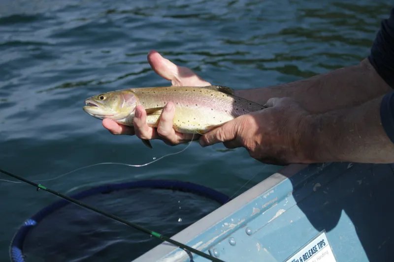 Rare Wildlife And Native Trout Populations