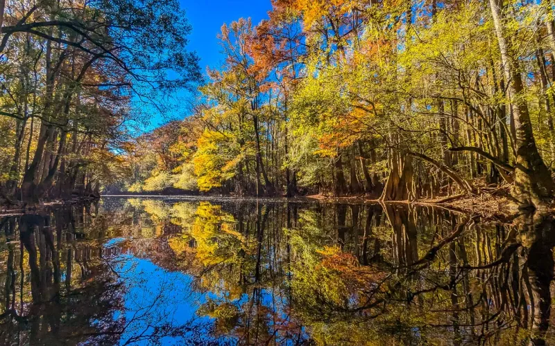 This Hidden National Park In South Carolina Is The Ultimate Fall Foliage Escape - Decor Hint A Symphony Of Autumn Colors