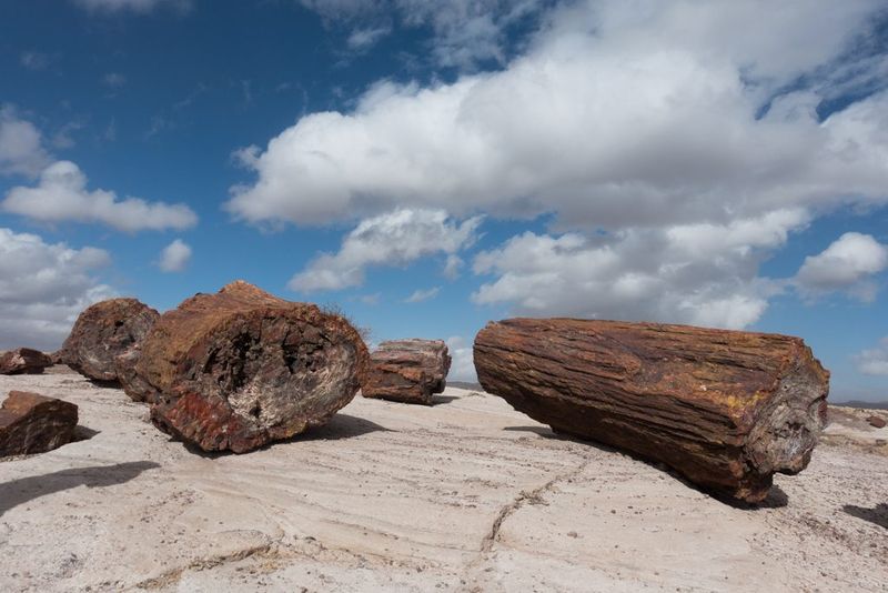 Petrified Forest National Park