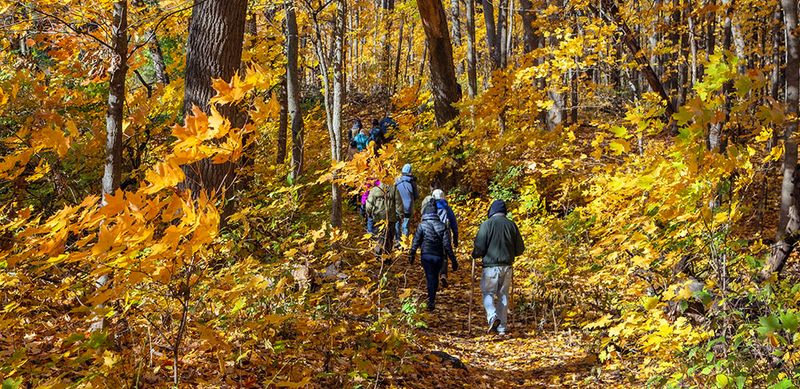 Blazing Maple Canopies