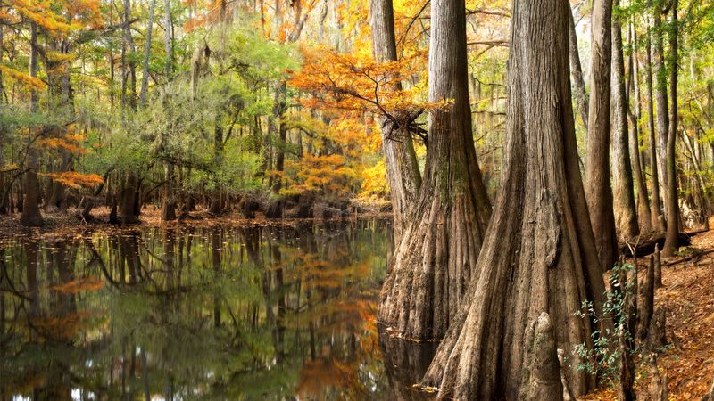 This Hidden National Park In South Carolina Is The Ultimate Fall Foliage Escape - Decor Hint Discover South Carolina's Hidden Gem