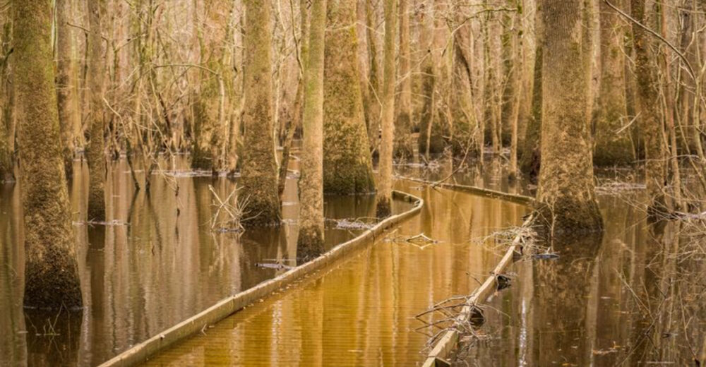 This Hidden National Park In South Carolina Is The Ultimate Fall Foliage Escape - Decor Hint