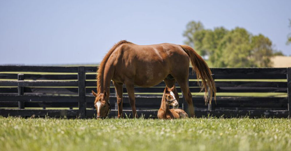 This Quaint Kentucky City Near Lexington Blends Rolling Farmland With Incredible Local Dining - Decor Hint