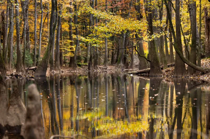 This Hidden National Park In South Carolina Is The Ultimate Fall Foliage Escape - Decor Hint Capturing The Magic: Photography Highlights