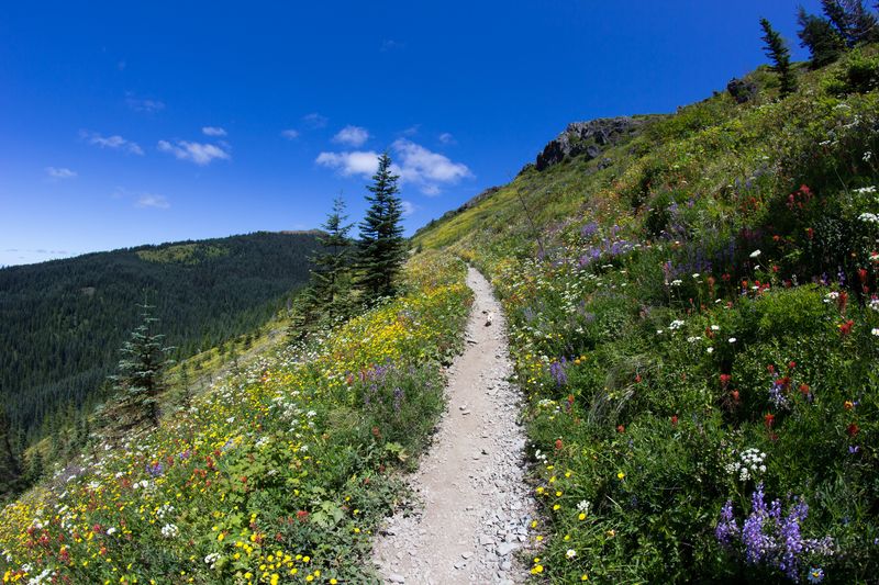 Silver Star Mountain Eds Trail