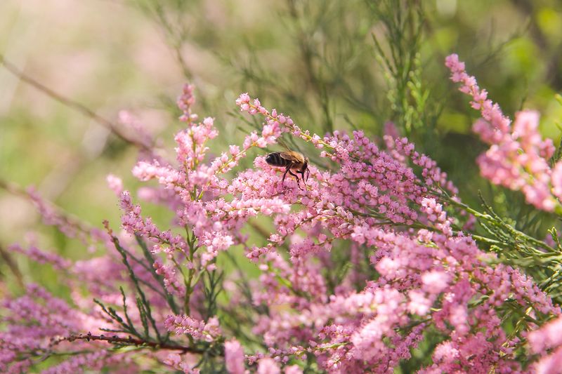 13 Plants In Texas You Should Never Plant - Decor Hint Salt Cedar