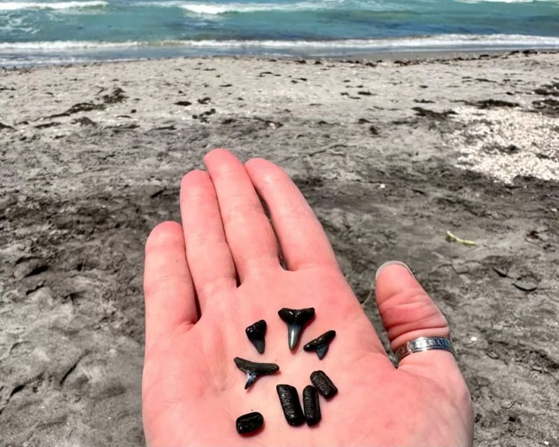 Hunt for Shark Teeth at Venice Beach