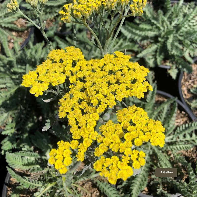15 Plants In California That Belong In Every Garden - Decor Hint Yarrow
