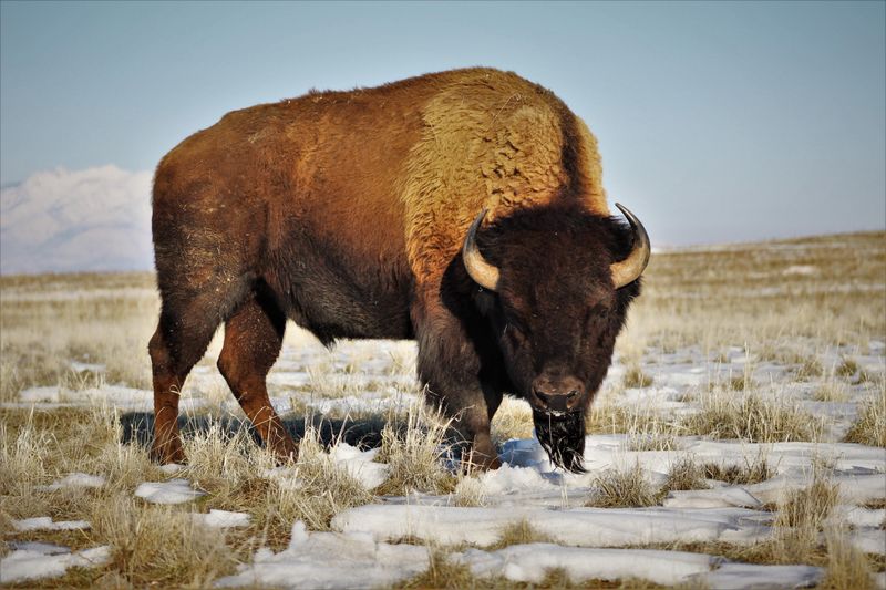 Utah's Gateway To Antelope Island Is A Lakeside Haven Of Bison, Trails, And Adventure - Decor Hint The Wildlife Experience: Bison, Birds, And Beyond