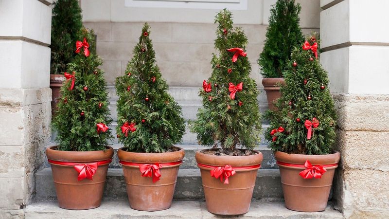 Sustainable And Potted Trees