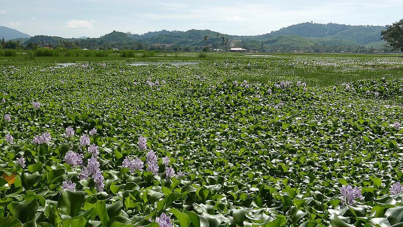 13 Plants In Texas You Should Never Plant - Decor Hint Water Hyacinth