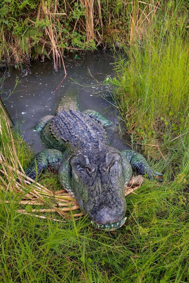 Vacation Mistakes To Avoid When Exploring Florida - Decor Hint Not Respecting Wildlife Boundaries