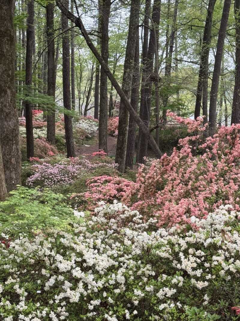Callaway Gardens