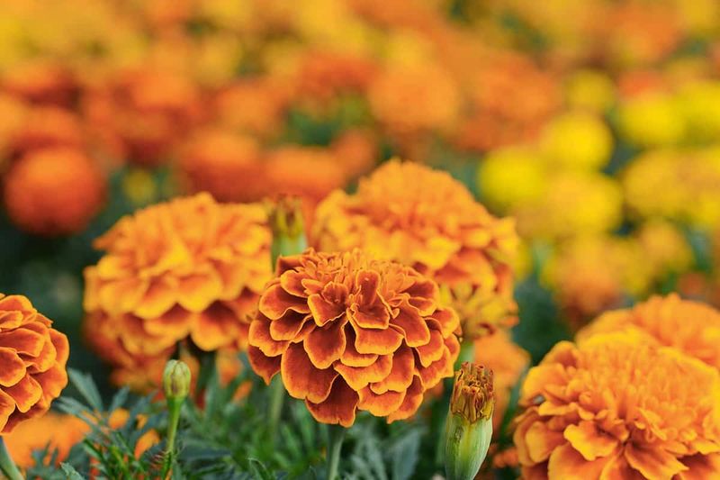 13 Flowers That Bloom Beautifully In Georgia And Instantly Upgrade Your Yard - Decor Hint Marigold