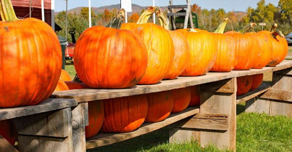Vermont Grocery Stores Known For Fresh Pumpkins And Fall Produce - Decor Hint Vermont Grocery Stores Known For Fresh Pumpkins And Fall Produce - Decor Hint