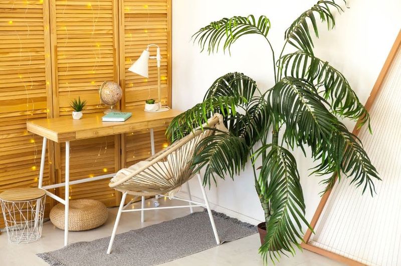 Bamboo Room Dividers