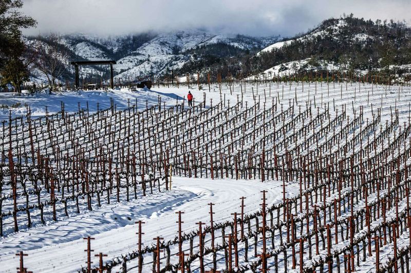 12 Reasons The Napa Valley Wine Train Is The Ultimate Winter Bucket List Experience - Decor Hint Winter Vineyards Offer Peaceful, Uncrowded Views