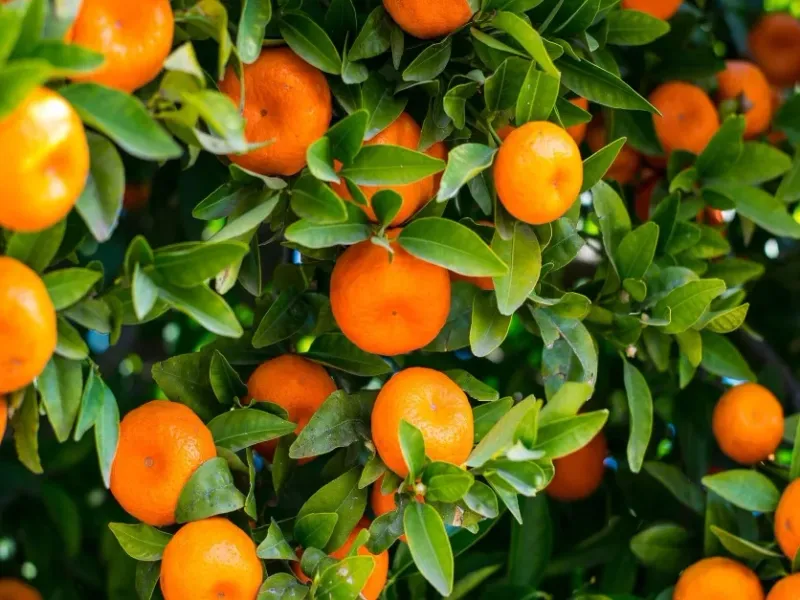 Citrus Fruits