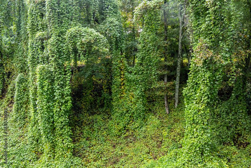 13 Plants In Texas You Should Never Plant - Decor Hint Kudzu