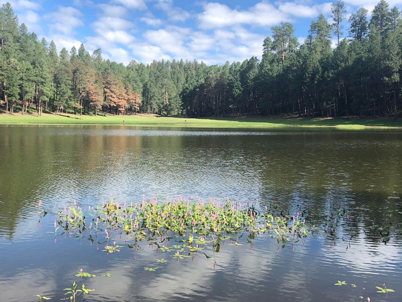 16 Off-The-Radar Lakes In Arizona Worth Discovering - Decor Hint Potato Lake