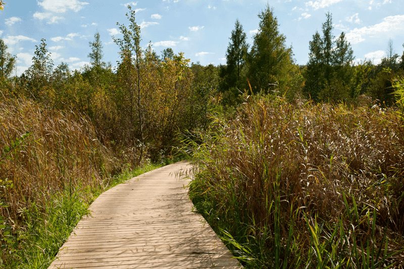 Gold-Grass Prairie Stretches