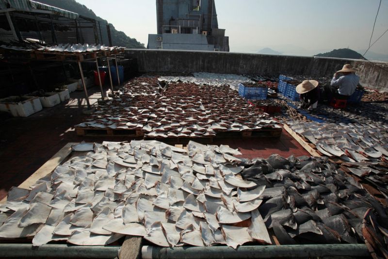 Shark Fin