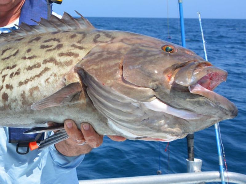 Sourcing Fresh Gulf Grouper Daily