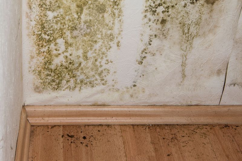 Louisiana Homeowners Are Turning To This Budget-Friendly Upgrade To Fight Mold - Decor Hint Comparing Costs: Prevention Vs. Costly Repairs