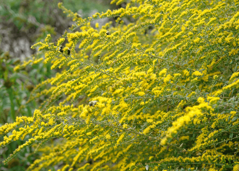 Why You'll Want To Plant Goldenrod In Your Michigan Yard After All - Decor Hint Simple Care Tips For A Healthy Bloom
