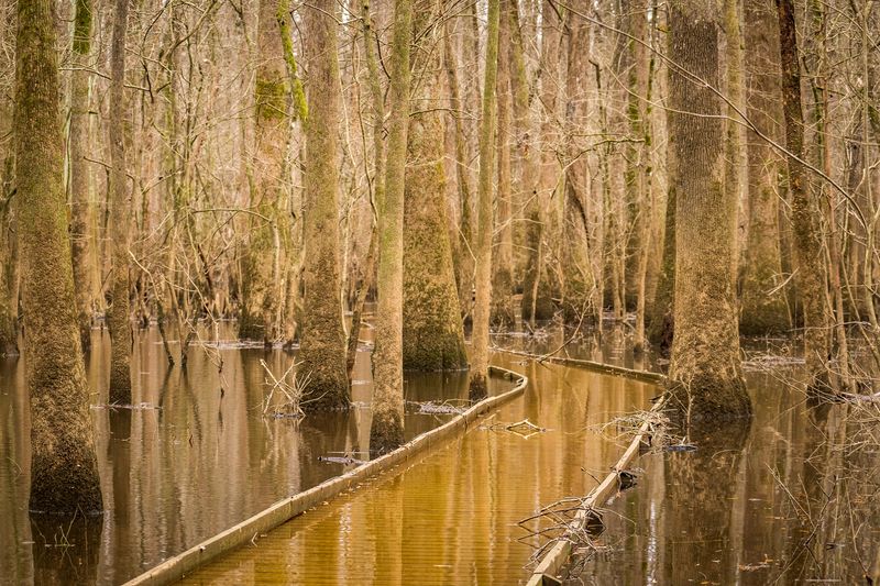 This Hidden National Park In South Carolina Is The Ultimate Fall Foliage Escape - Decor Hint A Perfect Day In The Park