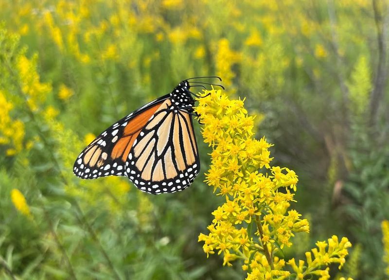 Why You'll Want To Plant Goldenrod In Your Michigan Yard After All - Decor Hint The Payoff: A Brighter, Busier Backyard
