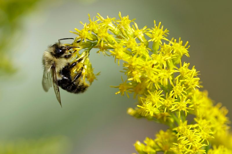 Why You'll Want To Plant Goldenrod In Your Michigan Yard After All - Decor Hint The Real Story About Allergies