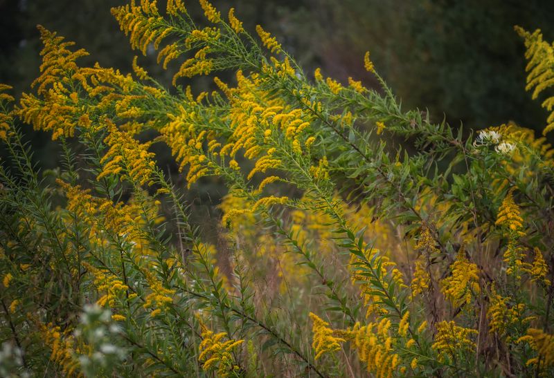 Why You'll Want To Plant Goldenrod In Your Michigan Yard After All - Decor Hint Best Goldenrod Varieties For Michigan Yards