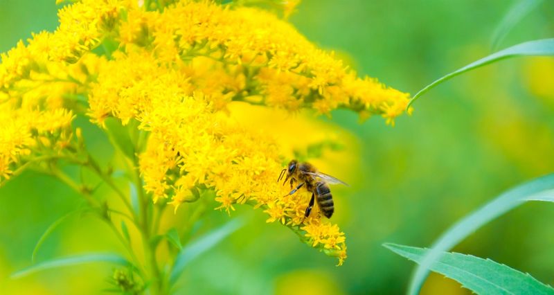 Why You'll Want To Plant Goldenrod In Your Michigan Yard After All - Decor Hint Why Goldenrod Gets A Bad Rap